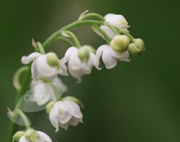 Convallaria majalis 'Prolificans' (lily-of-the-valley)