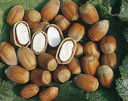 hazel nut