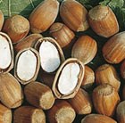 hazel nut