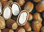 hazel nut