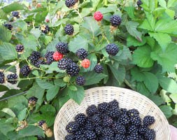 primocane blackberry