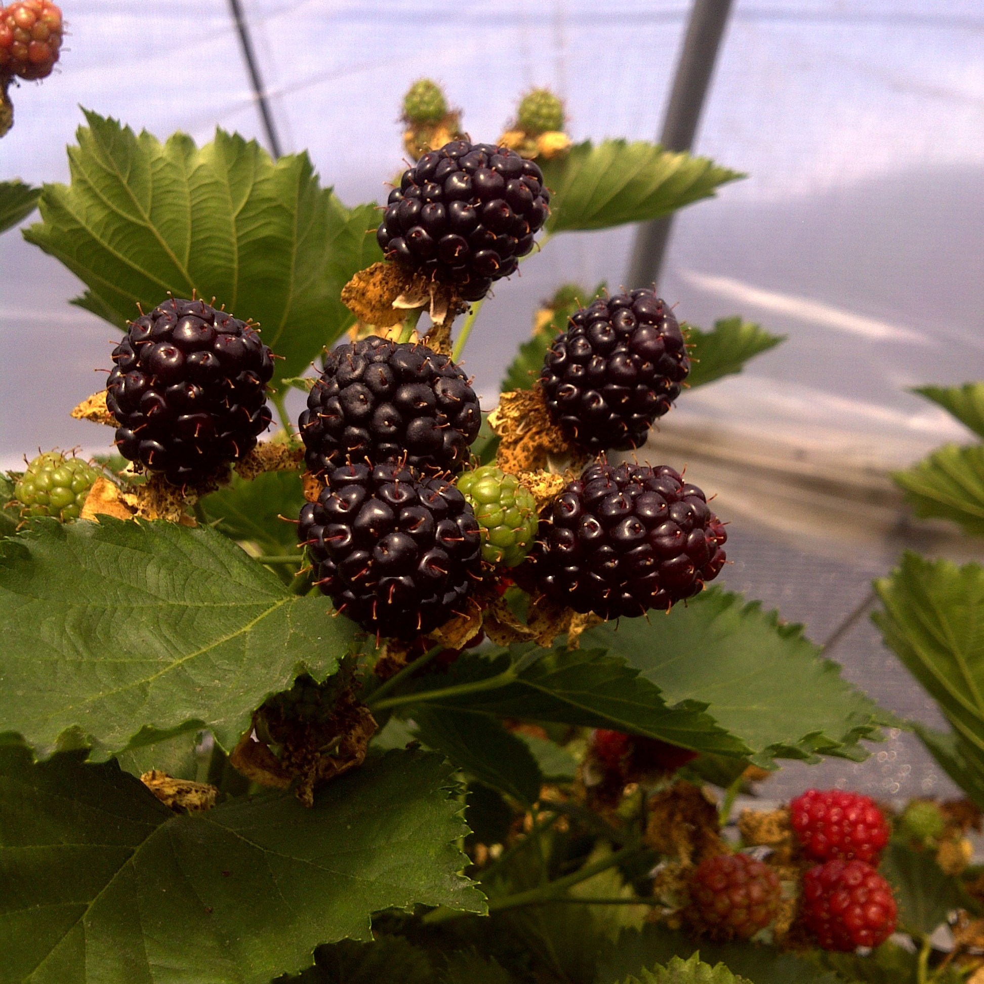 primocane blackberry