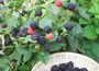 primocane blackberry