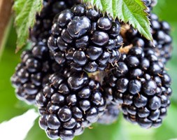 blackberry