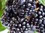 blackberry