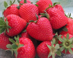 strawberry 'Cupid' (strawberry Cupid - late season fruiting)