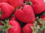 strawberry Cupid - late season fruiting