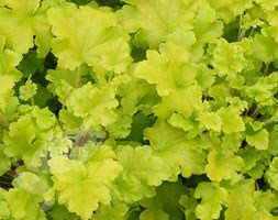 Heuchera 'Lime Marmalade' (PBR) (coral bells)