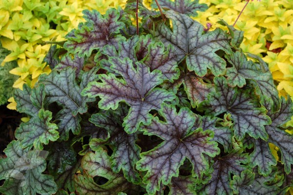 coral bells coral bells