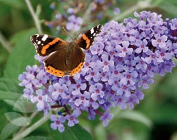 Buddleja 'Buzz Violet' ('Tobudviole') (PBR) (Buzz Series) (butterfly bush)