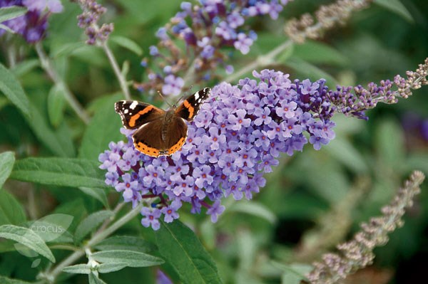 butterfly bush butterfly bush