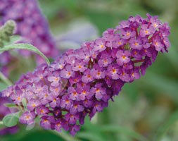 Buddleja Buzz Magenta  'Tobudpipur' (PBR) (Buzz Series) (butterfly bush)