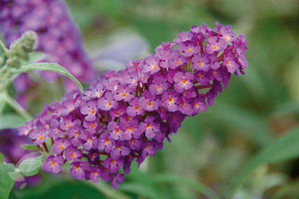 butterfly bush butterfly bush