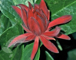 Calycanthus floridus var. glaucus (Carolina allspice)