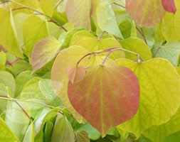 Cercis canadensis 'Hearts of Gold' (PBR) (American redbud)