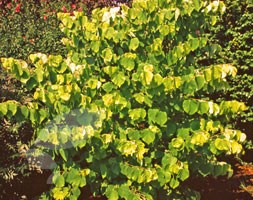 American redbud
