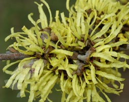 witch hazel