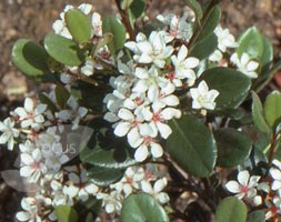 Rhaphiolepis umbellata (rhaphiolepsis)