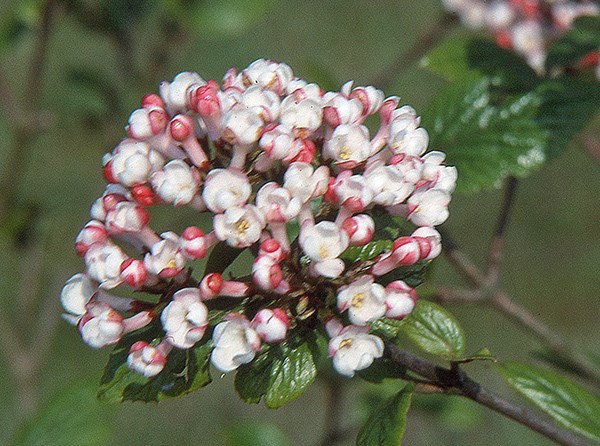 burkwood viburnum burkwood viburnum