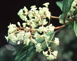 Viburnum x hillieri 'Winton' (viburnum)