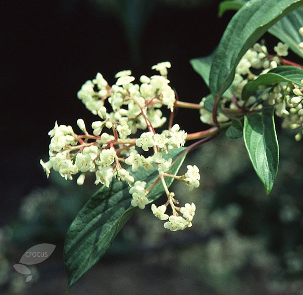 viburnum viburnum