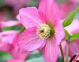 Helleborus x hybridus 'Pink Lady' (lenten rose / hellebore)