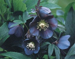 Helleborus x hybridus 'Metallic Lady' (lenten rose / hellebore)