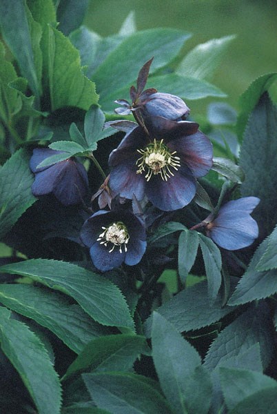 lenten rose lenten rose