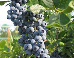 blueberry 'Liberty' (PBR) (blueberry - late-season fruiting)