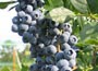 blueberry - late-season fruiting