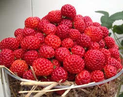 framberry 'Red Dream' (framberry Red Dream)