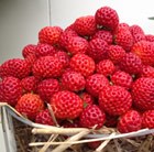 framberry Red Dream