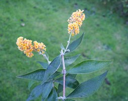 butterfly bush