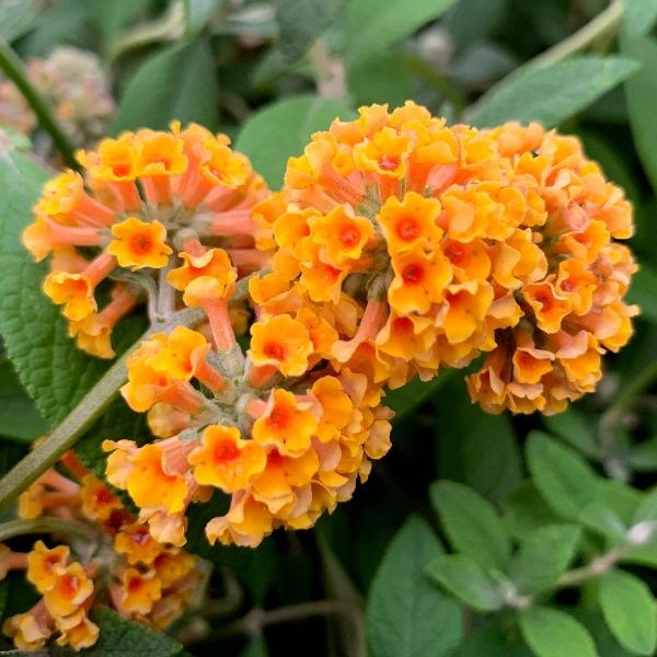 butterfly bush butterfly bush