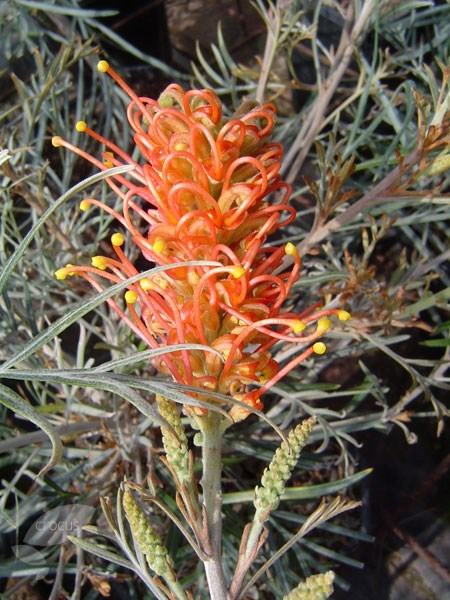 grevillea grevillea