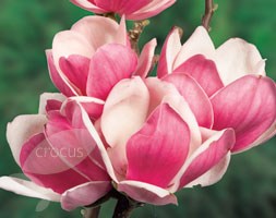 Magnolia 'Satisfaction' (magnolia)