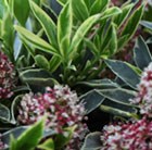 Japanese skimmia