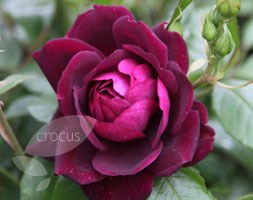 Rosa Burgundy Ice ('Prose') (PBR) (rose Burgundy Ice (floribunda))