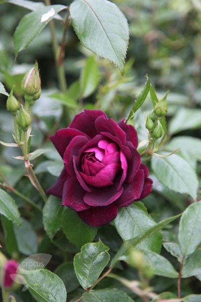 rose Burgundy Ice (floribunda) rose Burgundy Ice (floribunda)