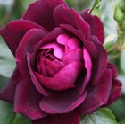 Rosa Burgundy Ice