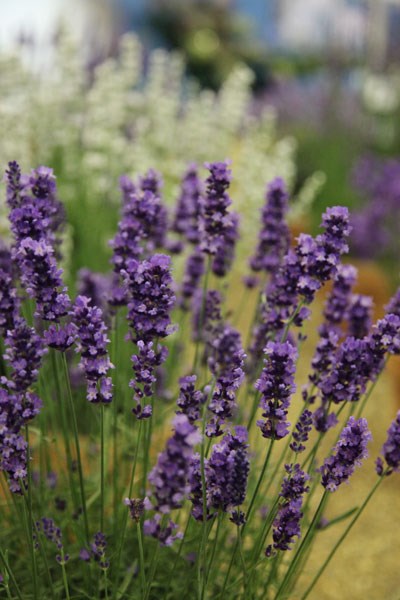 lavender Hidcote promotion - 6 pack lavender Hidcote promotion - 6 pack