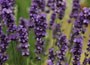 lavender Hidcote promotion - 6 pack