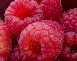 raspberry 'Erika' (PBR) (raspberry - primocane (mainly autumn fruiting))