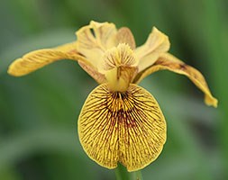 Iris pseudacorus 'Berlin Tiger' (flag iris)