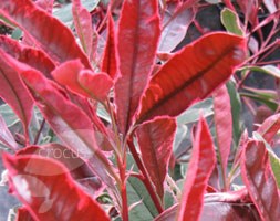 Photinia x fraseri Pink Marble ('Cassin') (photinia)