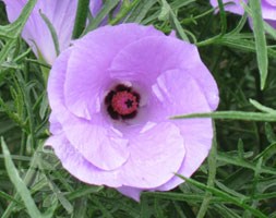 Alyogyne Magic Moments ('Hutwow')  (PBR) (lilac hibiscus)