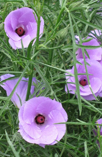 lilac hibiscus lilac hibiscus