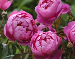 Rosa Royal Jubilee ('Ausparade')  (PBR) (rose Royal Jubilee (shrub))