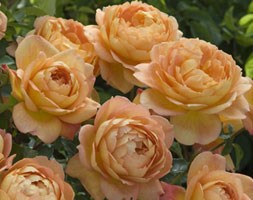 Rosa Lady of Shalott ('Ausnyson') (PBR) (rose Lady of Shalott (shrub))