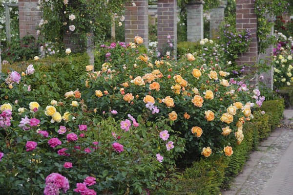 rose Lady of Shalott (shrub) rose Lady of Shalott (shrub)